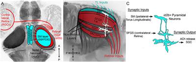 Pyramidal Neurons of the Zebrafish Tectum Receive Highly Convergent Input From Torus Longitudinalis